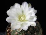 Gymnocalycium bruchii (Samen)